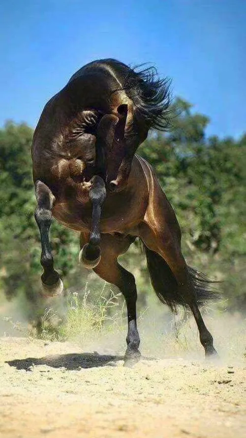 اسب حیوانات horse