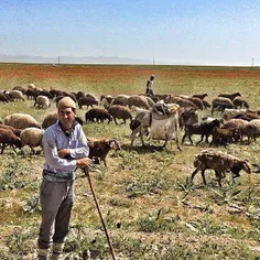A shepherd along with his flock of sheep in the countrysi