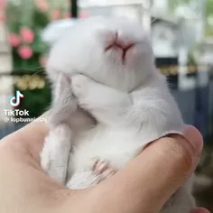 خرگوش 🐰🐰🐰