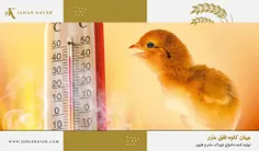 درمان استرتس گرمایی مرغ و جوجه