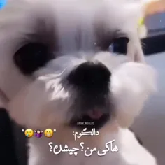 دالگومممم🥹😂💕
لایک یادت نره🌸