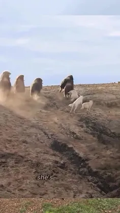 تعقیب و گریز گاو مشک Muskox   https://wisgoon.com/v/NMLO1