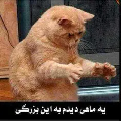 فامیل دور: آقای مجری اینا جر می‌زنن!