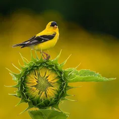 تصویری زیبا از پرنده ای زیبا 