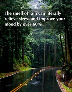 طبق تحقیقات، بوی باران واقعا میتواند استرس شما را رفع کند