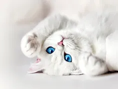 اینم یه گربه ی سفید برای مامانی جونم😙 ❤ 