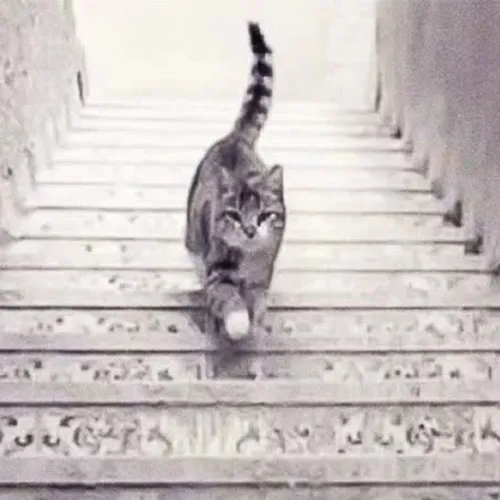 گربه بالا میره یا پایین؟