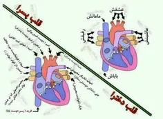 پسرا لایک.........