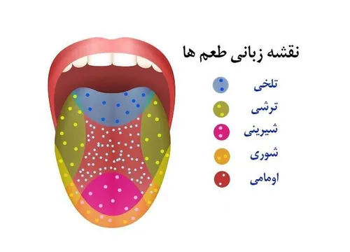 ⁉️جالبه بدونید علاوه بر چهار مزه اصلی شیرینی، ترشی، تلخی 