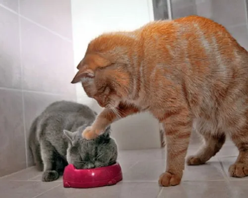 وقتی مث بچه گربه خوب غذاتو نخوری ...