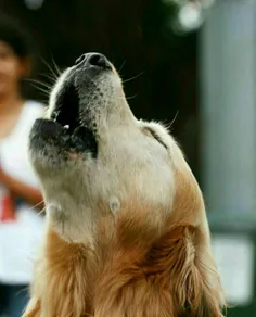 سگی شکاری به نام چارلی در شوی رویال ایستر سیدنی، پارس می 