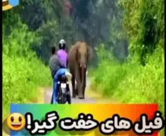 خفتگیری و زورگیری فیل وسط جاده!!😂