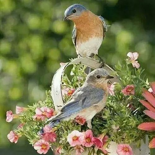 حیوانات پرنده زیبا