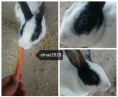 خرگوشم♥ ____♥