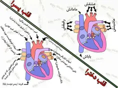 قلب دخترا و پسرا