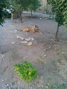 اینم سگ باغ عمم که کم مونپه آدمو بخوره