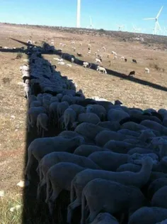 ترفند گوسفندان برای در امان ماندن از گرما