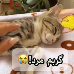 چقدر این گربه نازه 