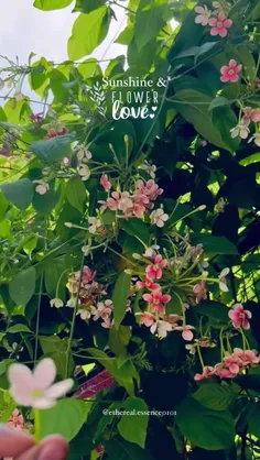 از اسکولایی رسید به نزاکت و نادانی 😂 شما کاری با آهنگش ند