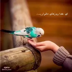 خدایا فرج مولایمان را نزدیک گردان 🙏🙏🙏🙏🙏