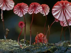 #قارچ زیبای "ماراسمیوس" که شبیه چترهای کوچیکه