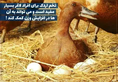 تخم اردک برای افراد لاغر بسیار مفید است و میتواند به آن ه
