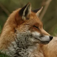 fox 🦊