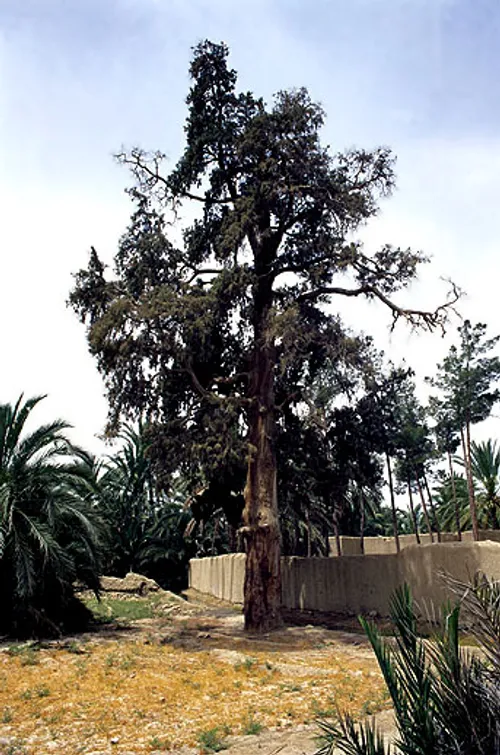 عکس سرسبز بودن درخت سرو در سرجو سراوان