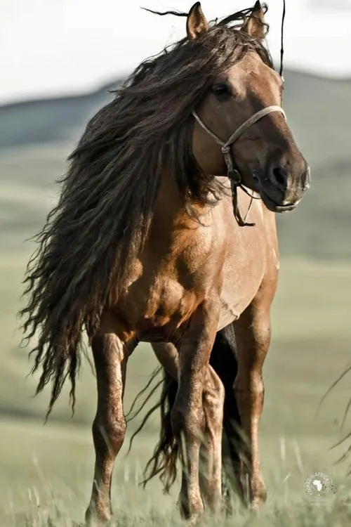 عشقه اسب سواری