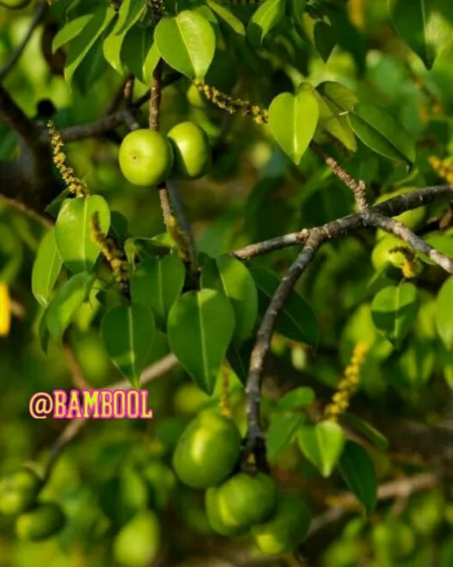 مانچینیل یکی از خطرناک ترین درختان دنیا است، خوردن میوه آ