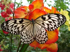 پروانه های زیبا و رنگارنگ در طبیعت