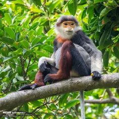 گونه های #عجیب میمون ها میمون‌ها به طور کلی در جنگل‌ها، د