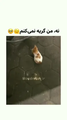 مال من کسی نیست😅