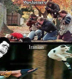 تفاوت دیدن گربه در ایران و فرنگ!×