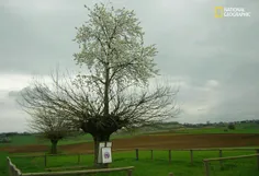 درخت دوطبقه
