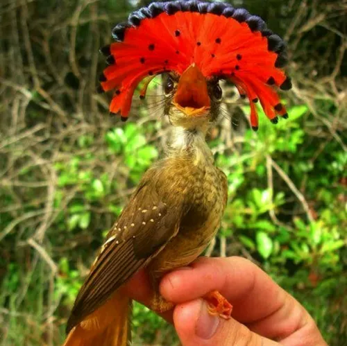 پرنده دریایی آمازون