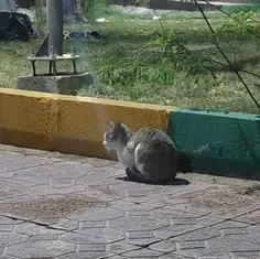 این گربه هه دیشب تو پارک یه چشم نداشت🙂😭