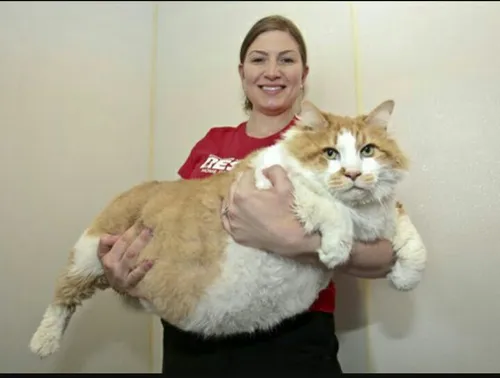 بزرگترین گربه خانگی😳