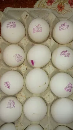 تخم مرغ های که ۲۰روز دیگه تولید میشن.