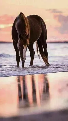 #Horse 🐴