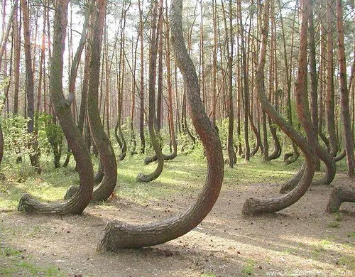 جنگل رقصان در لهستان