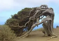 عجیب ترین درخت جهان
