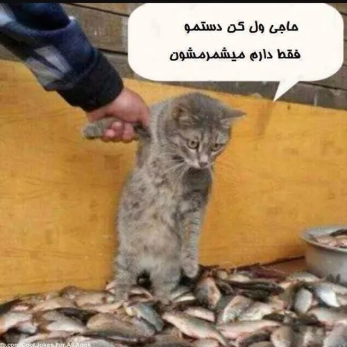 ولش کنین خو بیچاره رو