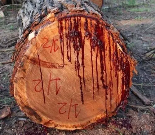 درختان خون آلود (3)