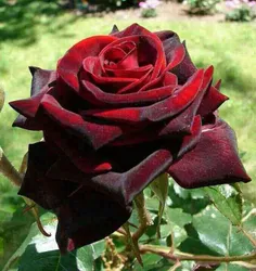 سلام دوستان ویسگونی صبح گلتون بخیر
