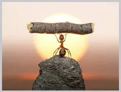 مورچه آهنی