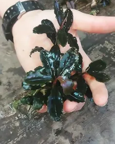 bucephalandra super blue