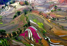 مزارع برنج، چین