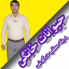 حیوان خانگی و یک مطلب درگوشی