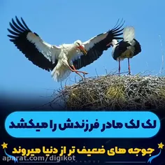 لک لک فرزند خود را از لانه به بیرون پرتاب میکند